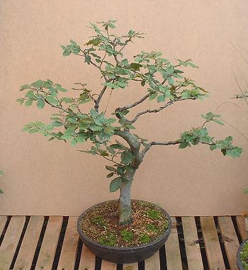 Fagus sylvatica/European Beech Bonsai Progression Series